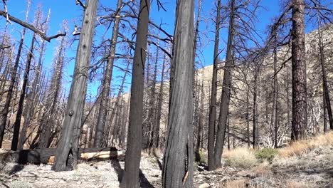 a selectoin of burnt trees along the pacific crest trail