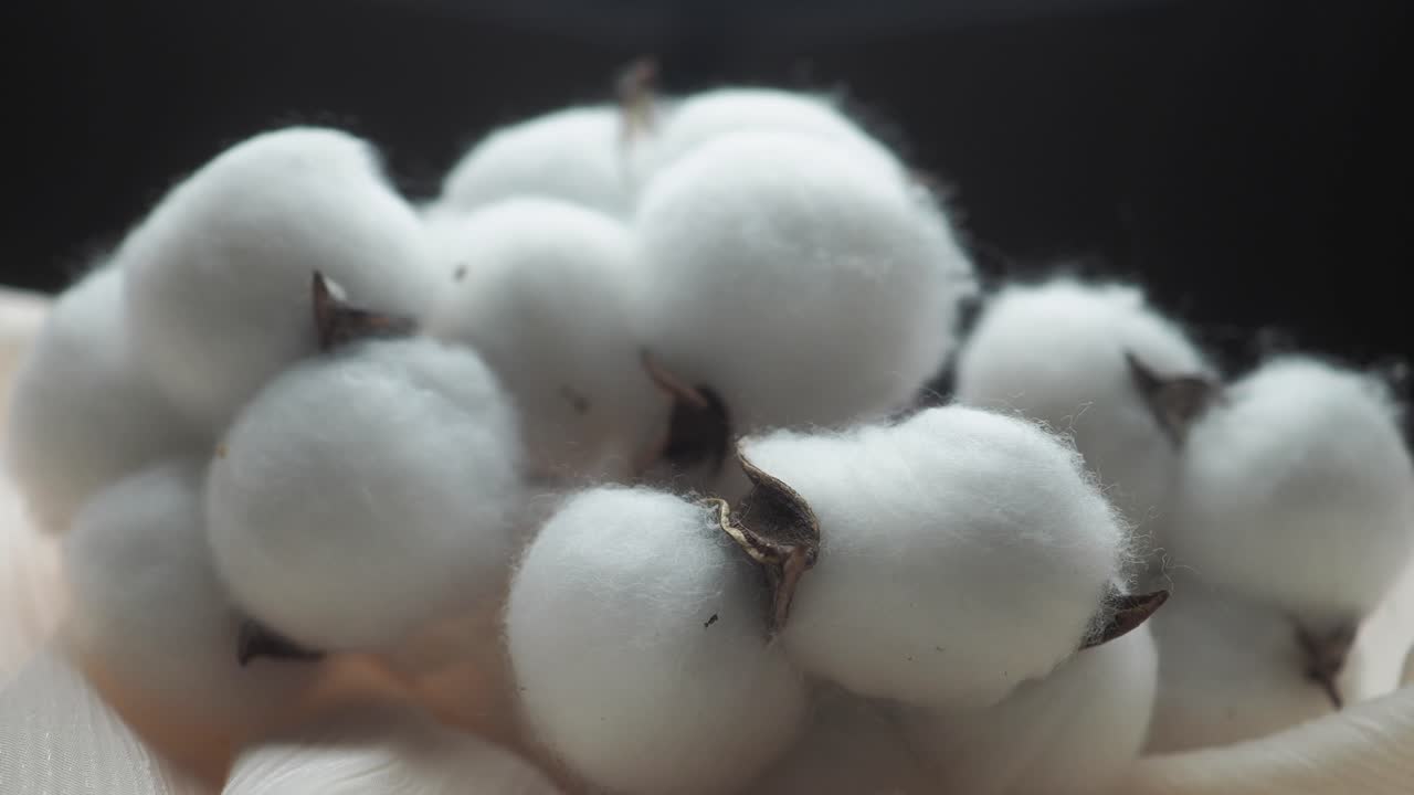 Primo piano di morbidi batuffoli di cotone bianco su tessuto.