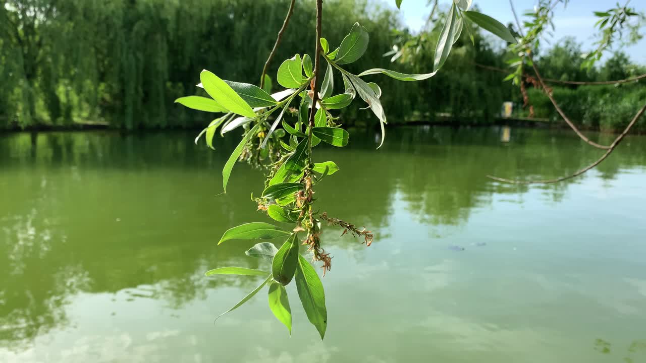 Close-up View On  a Branch with Leaves Swaying in the Wind at the Lake on a Sunny Spring Day