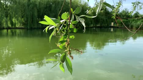 close-up view on  a branch with leaves swaying in the wind at the lake on a sunny spring day