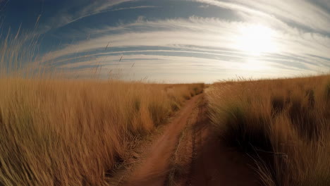 a dirt road through a golden grassy field