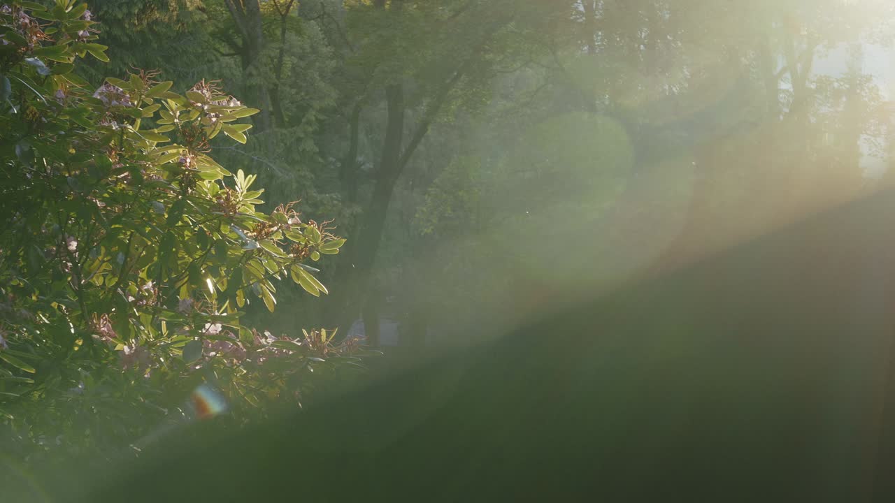 Sunlit Rhododendron Bush in a Forest