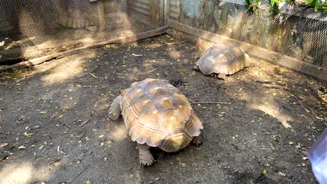 two turtles moving in a fenced area