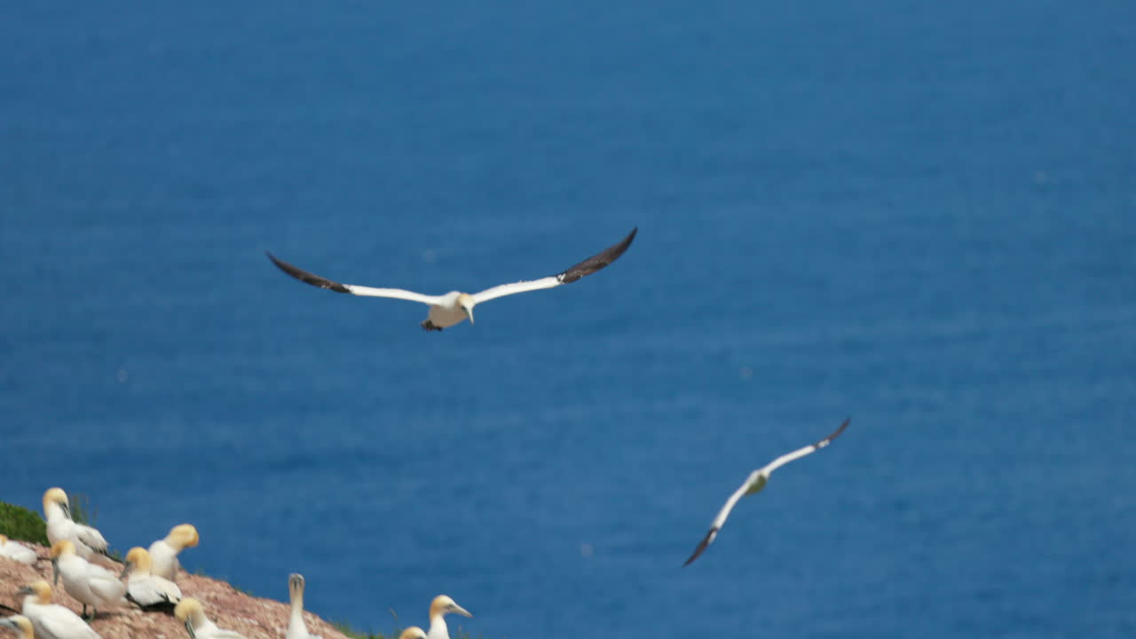 Sula settentrionale in volo con sfondo di cielo azzurro all'isola Bonaventure a Percé, Québec, Canada