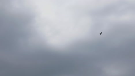 silhouette of common swift bird flying over cloudy sky