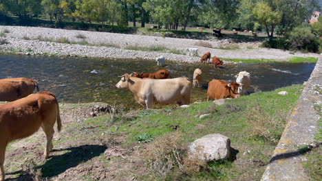 herd of cows and calves slowly crossing river in bright sunlight