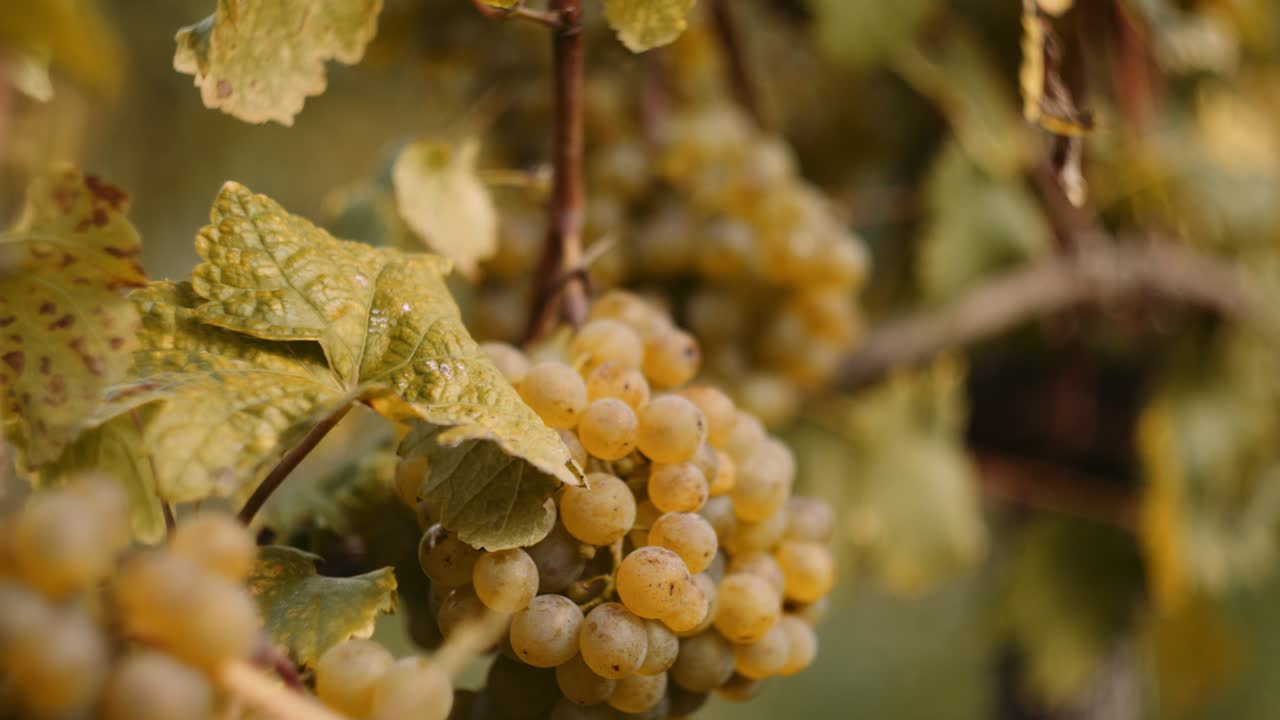 primer plano detallado dentro de una hilera de viñedos con uvas blancas maduras