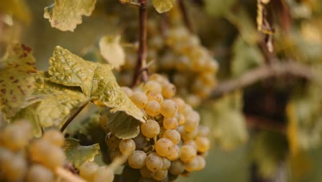 detailed close-up shot inside a vineyard row with ripe white grapes