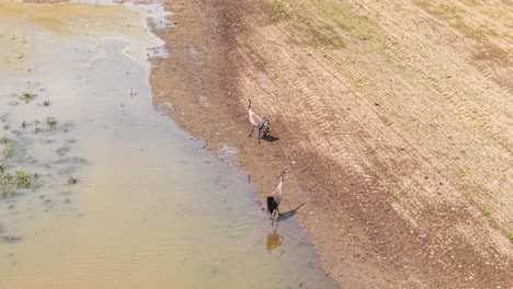 two cranes walking along the shore of a water body on a sunny day