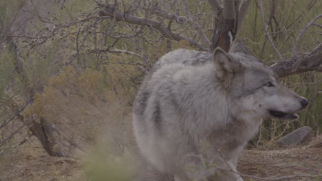 close up of a grey wolf in the woods