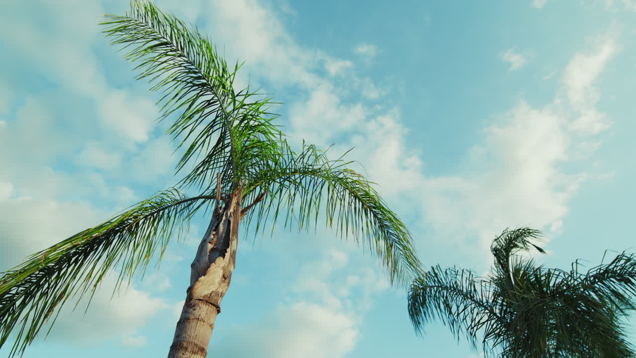 Palm Trees Moved by a Gentle Wind against a Spring Sky Background
