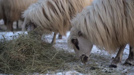 fresh hay from icelandic sheep diet during the winter when the grass is covered by snow