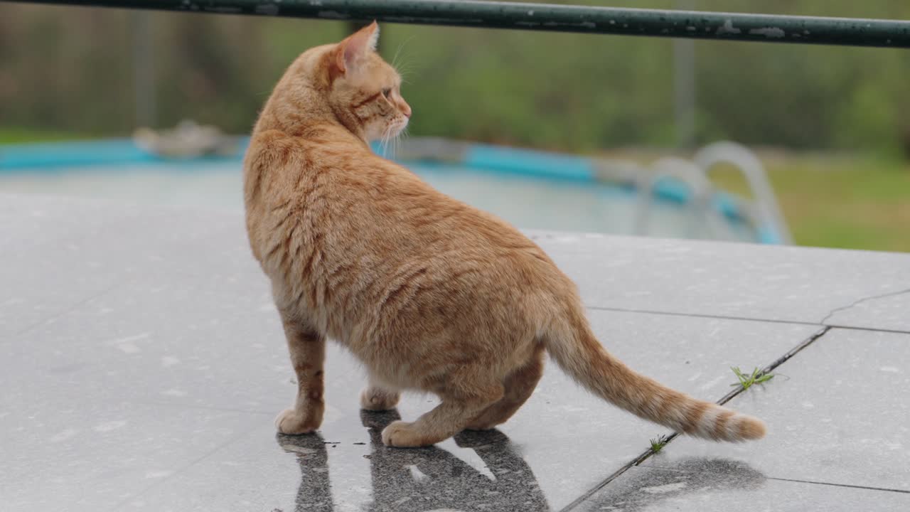 Orange cat stands alert on wet stone near blue pool under light rain