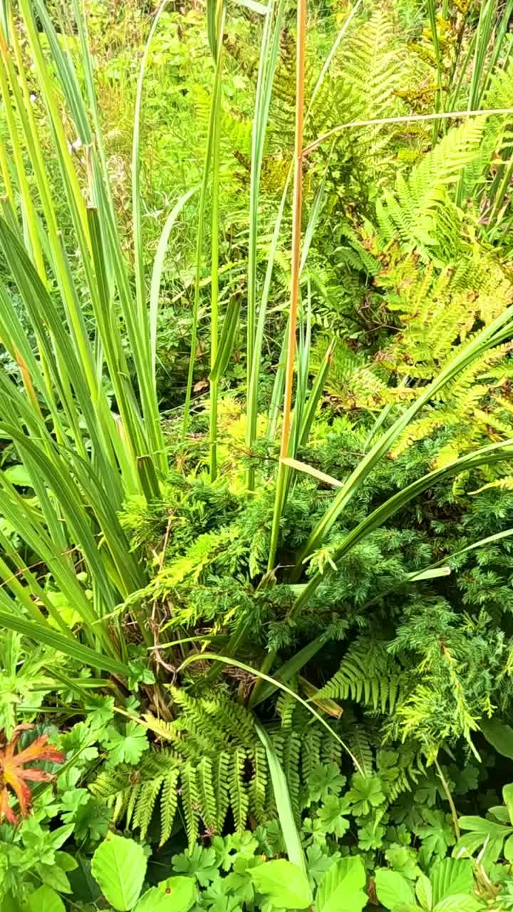 verde vibrante y helechos en un jardín escocés