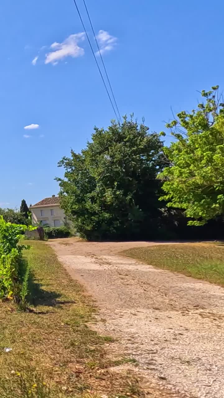 은 파란 하늘 아래의 풍경적인 포도원 풍경