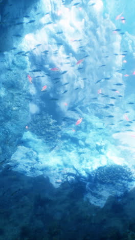 a school of fish swimming through a coral reef