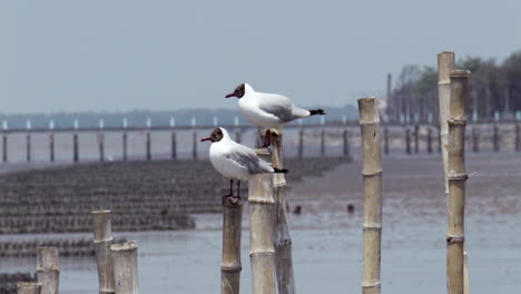 tres gaviotas de cabeza negra, croicocephalus ridibundus, están posadas en pilotes de bambú, y una voló hasta las aguas fangosas de bangphu, samut prakan en tailandia.