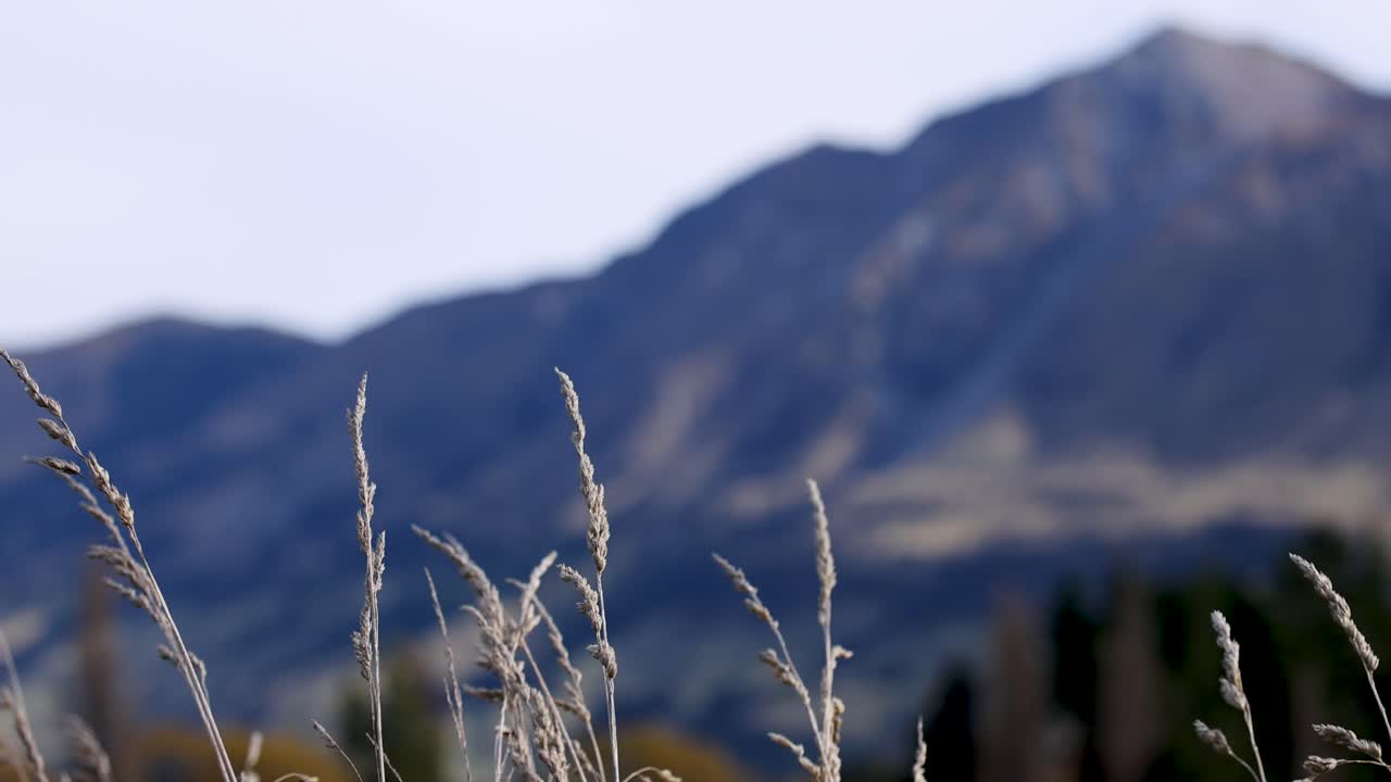 Wild grass sways gently against a backdrop of majestic mountains under soft natural lighting