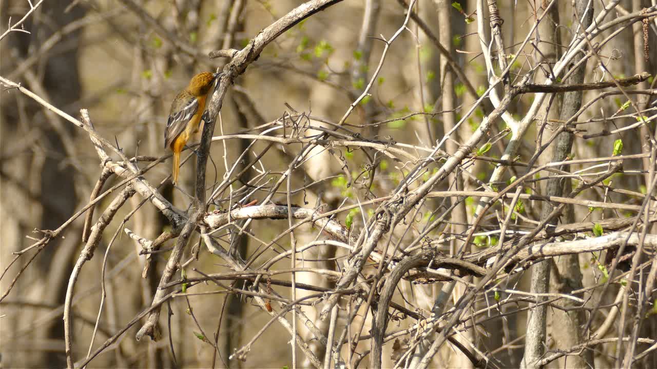 un pájaro amarillo brillante saltando por un árbol sin hojas