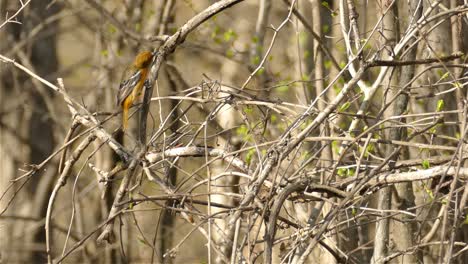 Ein-Leuchtend-Gelber-Vogel,-Der-Auf-Einem-Blattlosen-Baum-Hüpft