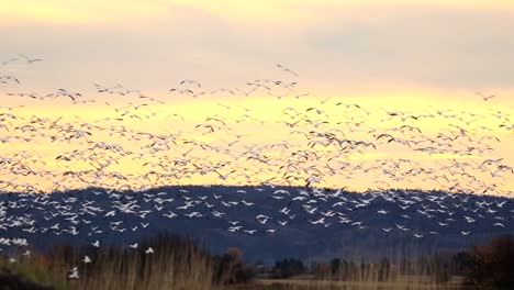 a flock of geese is moving toward a mountain during a beautiful sunset in canada