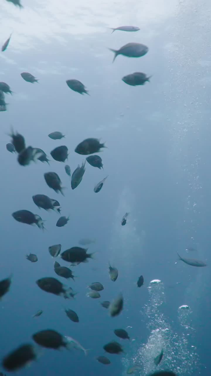 물 에 있는 물고기 무리