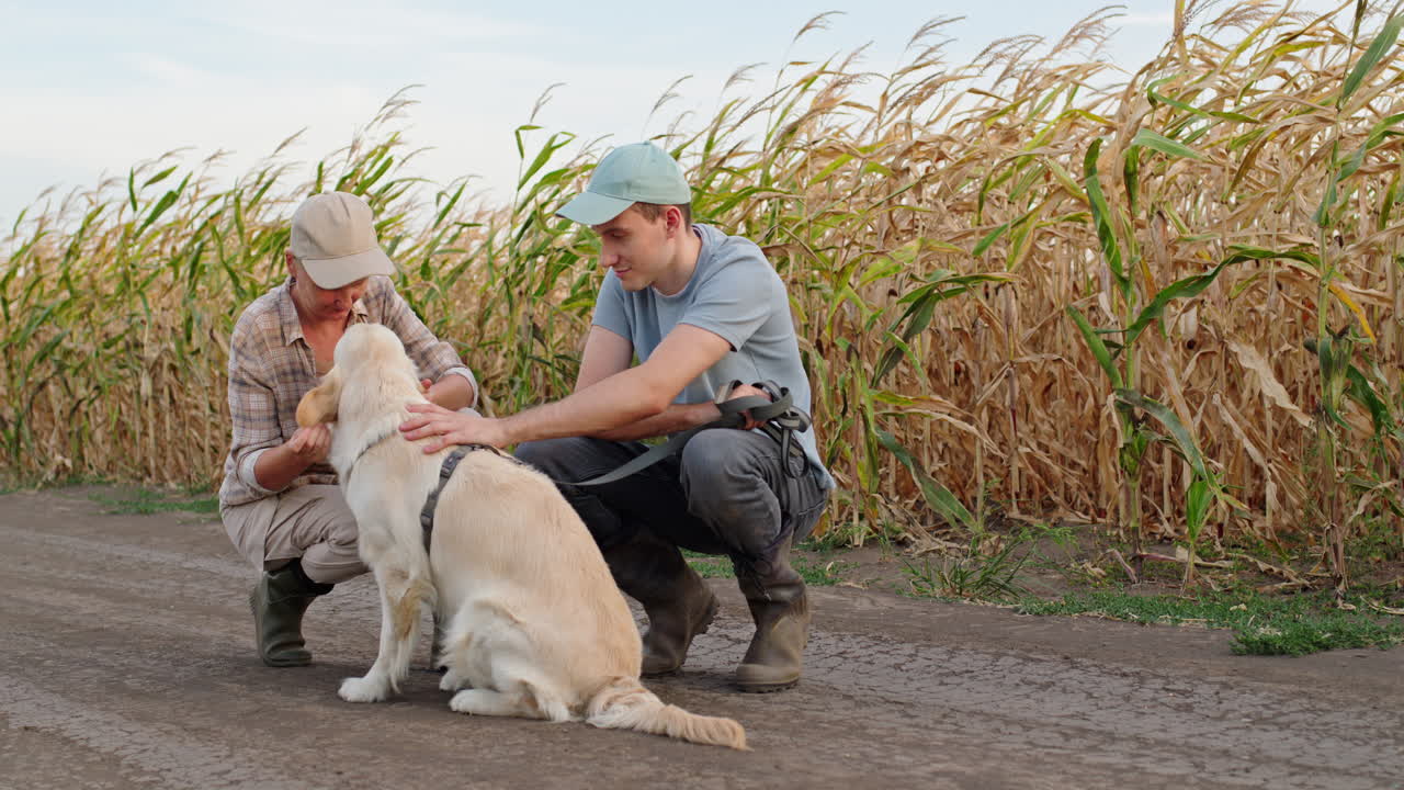 과 그 들 의 개 는 옥수수  에서