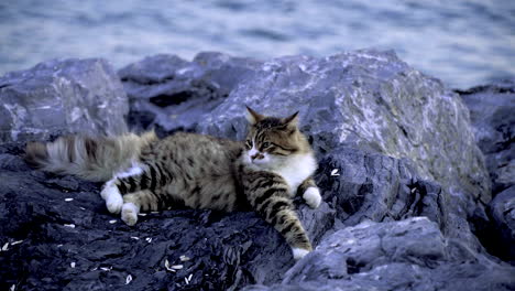 Tabby-Katze-Liegt-Und-Ruht-Auf-Felsen-In-Der-Nähe-Des-Meerwassers,-Tagesfang-Einer-Katze-Auf-Den-Steinen,-Konzept-Domestizierter-Tiere