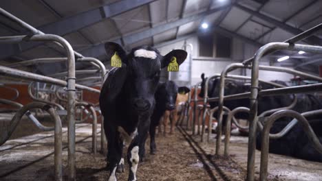 close up of curious young black white speckled calf in cattle pen looking into camera