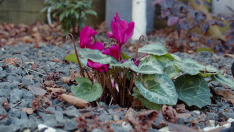 Alpenveilchen-Dunkelrosa-Im-Garten-Mit-Kies-Und-Herbstlaub-Schutt,-Statisch