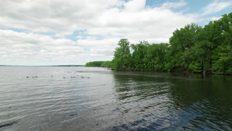 Drone-shot-of-several-duck's-swim-in-a-pond-lake-clear-calm-water,-ducks-and-adult-ducklings,-duck-flock,-water-reflections,-plumage,-beak,-swim-together