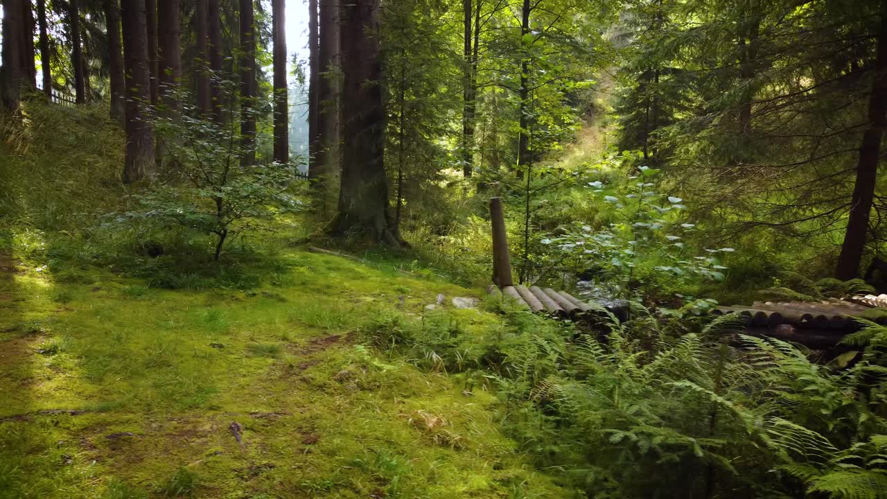 stretta passerella di legno su un ruscello che scorre in un soleggiato bosco magico, camion a destra
