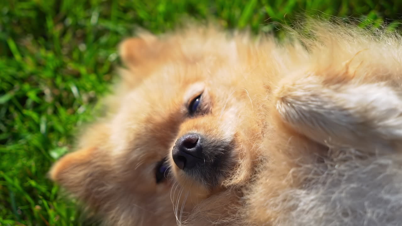 Sleepy pomeranian spitz blinking while resting on the grass at sunlight
