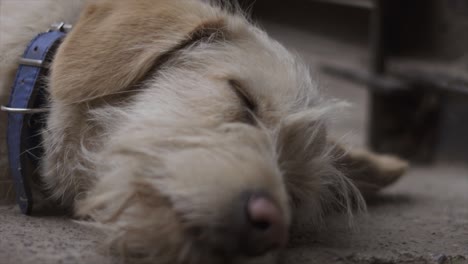 4k cámara lenta retrato amarillo pequeño perro