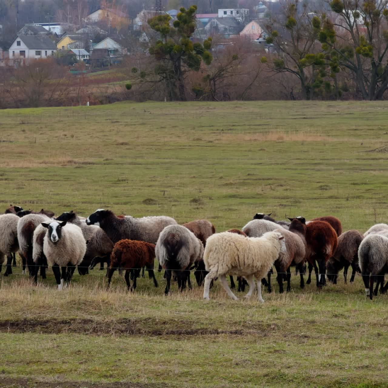 Gregge di pecore domestiche al pascolo in un campo in campagna. Simpatici animali che pascolano in autunno. Case di paese sullo sfondo.