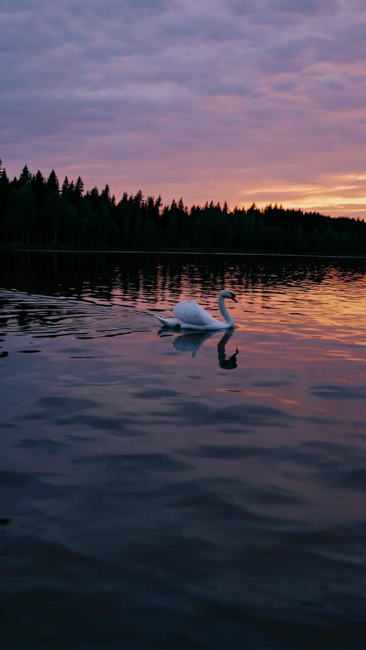 A serene video still of a swan gliding on a lake at sunset. Captured from a low angle, the scene