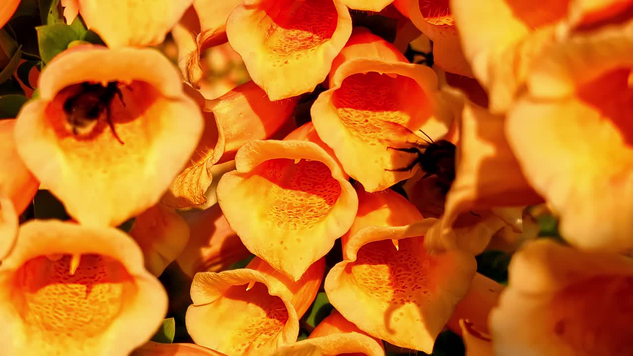 Bees Pollinating Yellow Flowers Of Foxglove In The Garden. - closeup shot