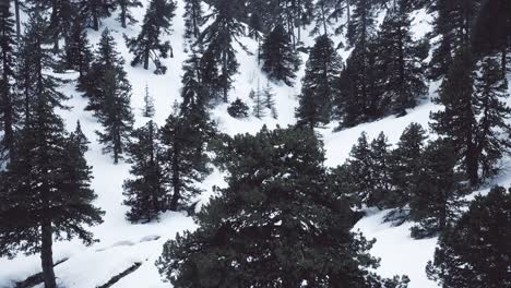 Montañas-Nevadas-Y-Bosques-De-Pinos-En-El-Mediterráneo