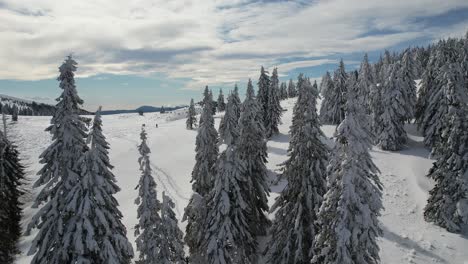 Abetos-Cubiertos-De-Nieve-En-Las-Montañas-De-Siriu-Con-Luz-Solar-Y-Sombras,-Vista-Aérea