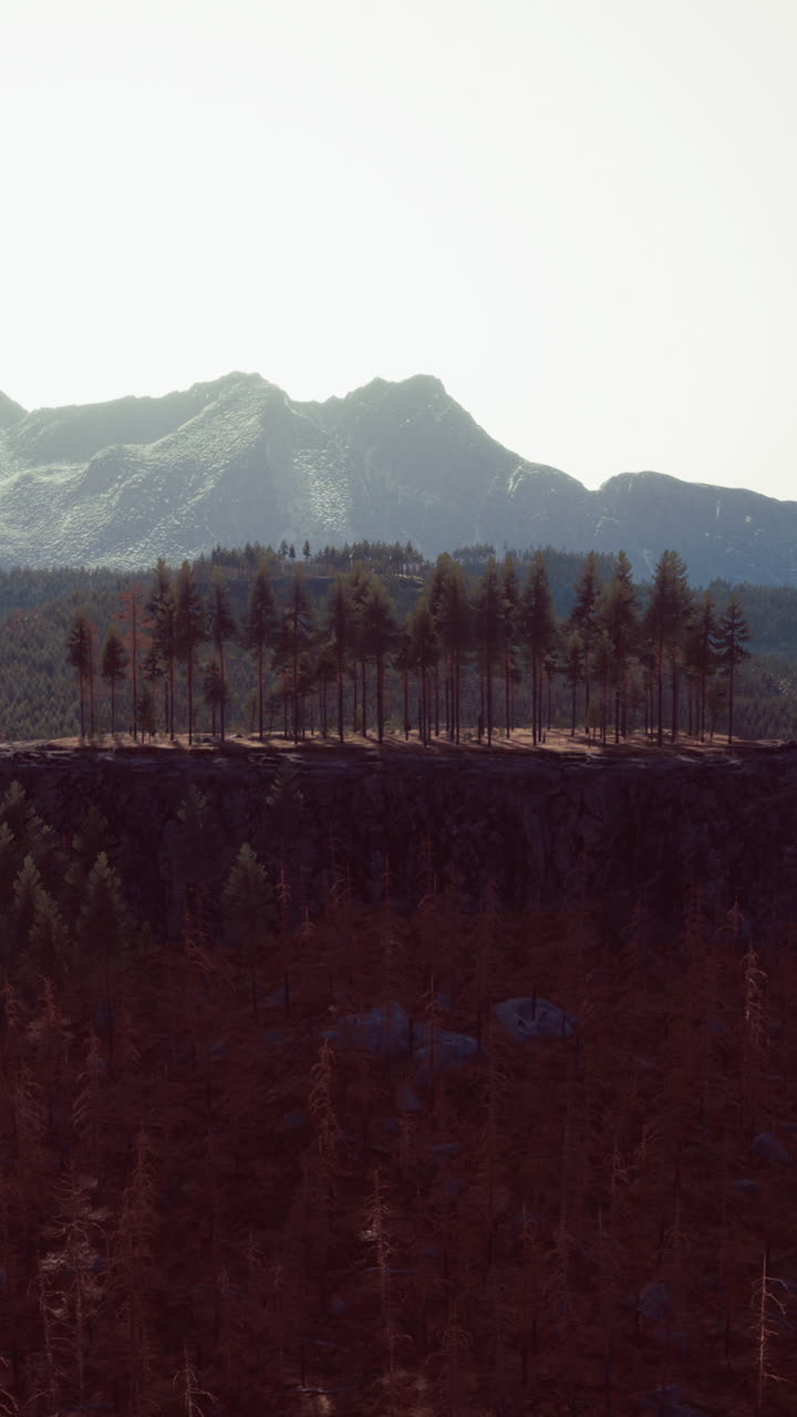 bosque de abeto en un día de niebla