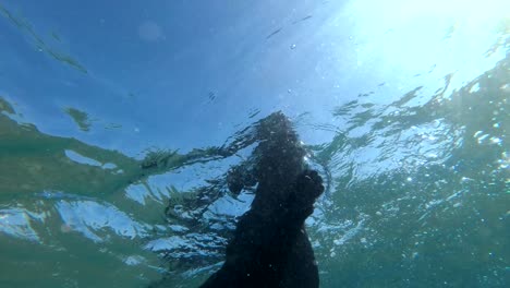perro negro nadar en la superficie del agua. tiro bajo el agua, 4k-60fps. mar rojo, dahab, egipto