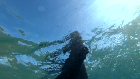 black dog swim on surface of water. underwater shot, 4k-60fps. red sea, dahab, egypt