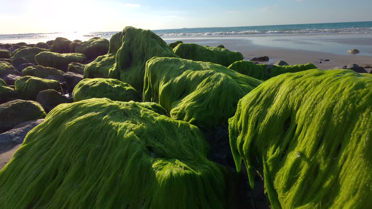 Tång täcker strandlinjen på en strand i Ras Al Khaimah, Förenade Arabemiraten