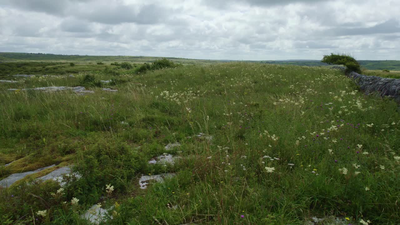 луг диких цветов в буррене ирландия