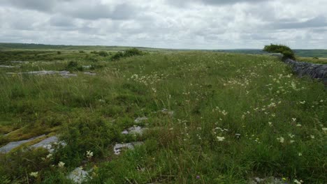 a meadow of wild flowers in the burren ireland