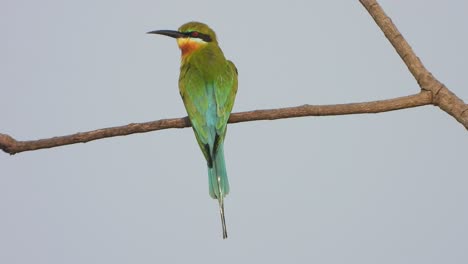 comedor relajándose en la abeja del árbol