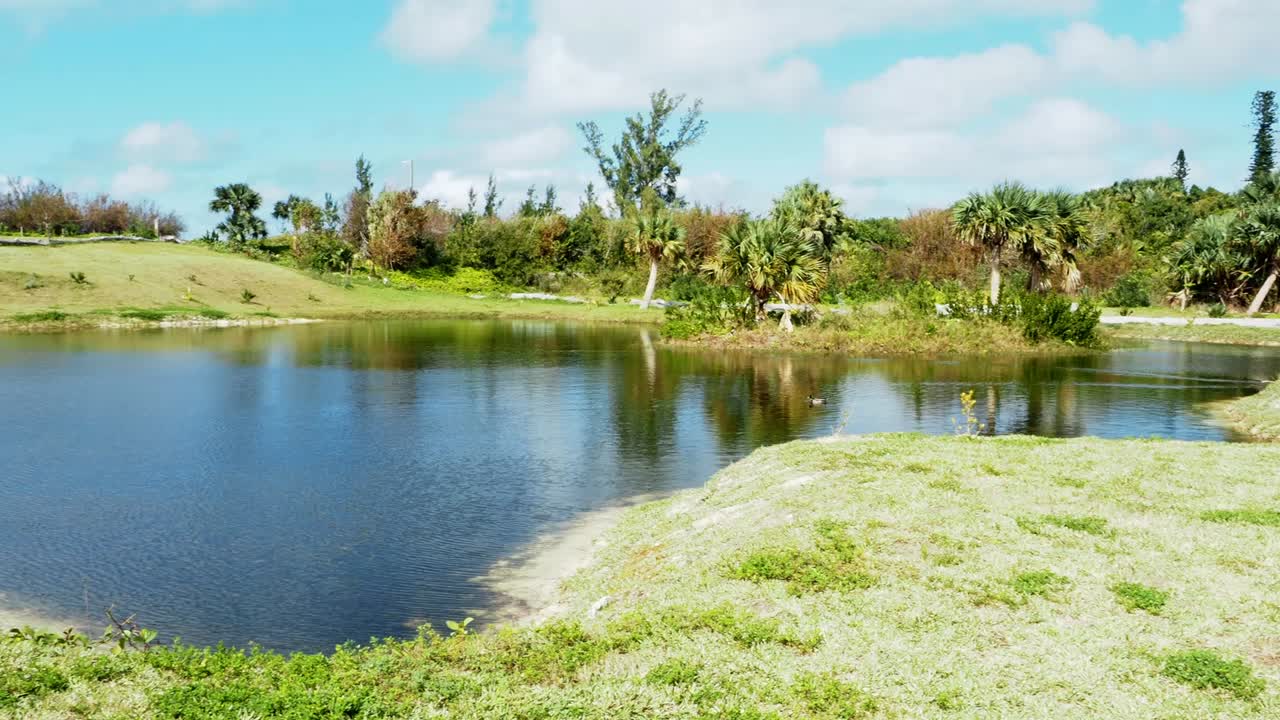 Eve's Pond is a nature reserved that just has been restored for the public and wildlife habitat of Bermuda, with ducks swimming it it.