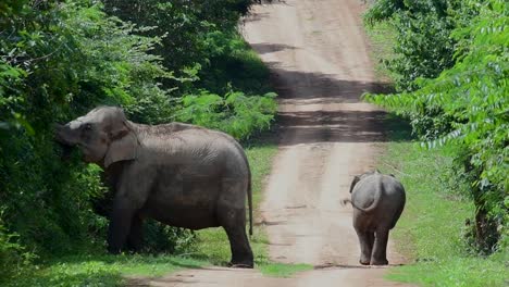 Los-Elefantes-Asiáticos-Son-Especies-En-Peligro-De-Extinción-Y-También-Son-Residentes-De-Tailandia