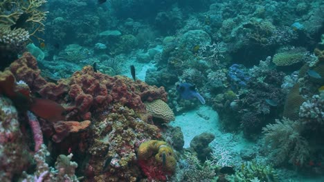 pufferfish swimming through corals in coral reef, medium shot