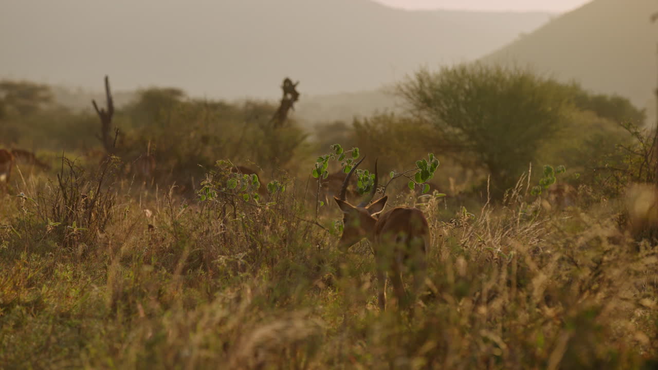Territoriale Impala-Herde (Männchen und Weibchen) weidet